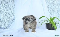 Mini Goldendoodle dogs for sale: Khloe - Image 7