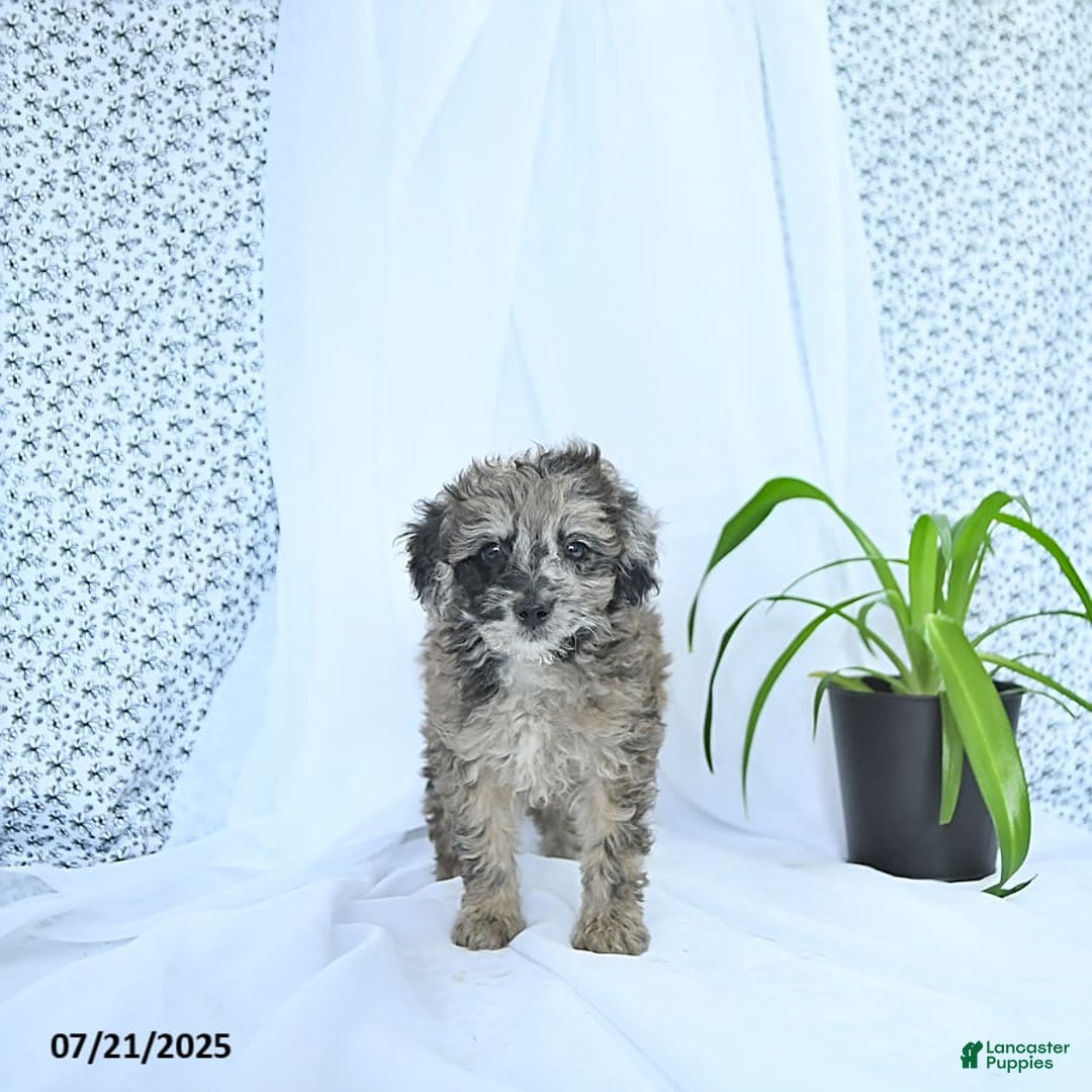 Mini Goldendoodle dogs for sale: Khloe - Image 7