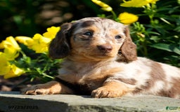 Miniature Dachshund dogs for sale: Marci - Image 3