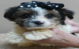 Yorkshire Terrier dogs for sale: Kai parti boy - Image 9