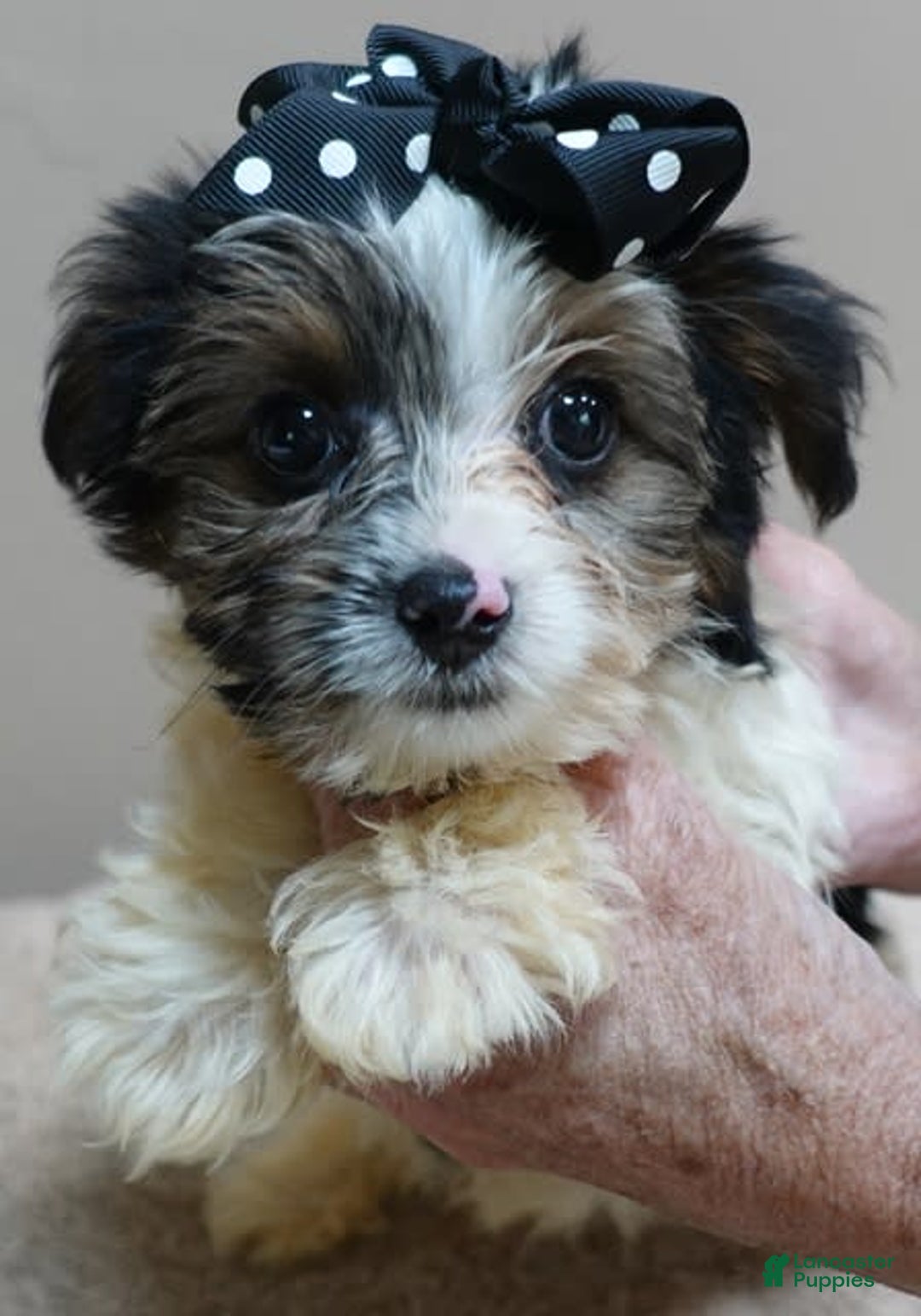 Yorkshire Terrier dogs for sale: Kai parti boy - Image 9