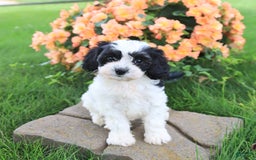 Cavapoo dogs for sale: Connie - Image 1