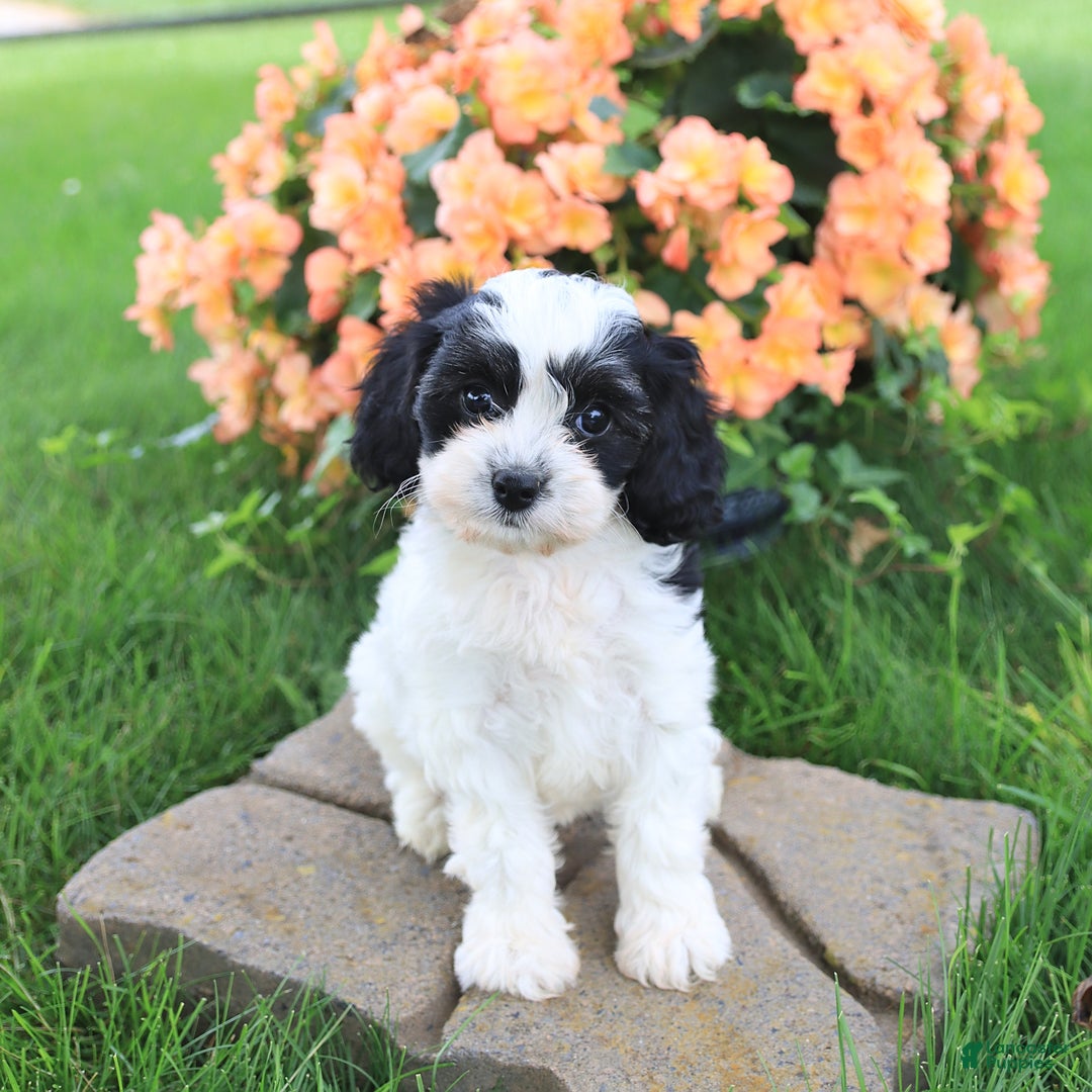Cavapoo dogs for sale: Connie - Image 1