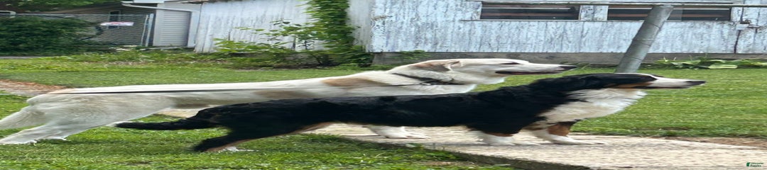 Balto