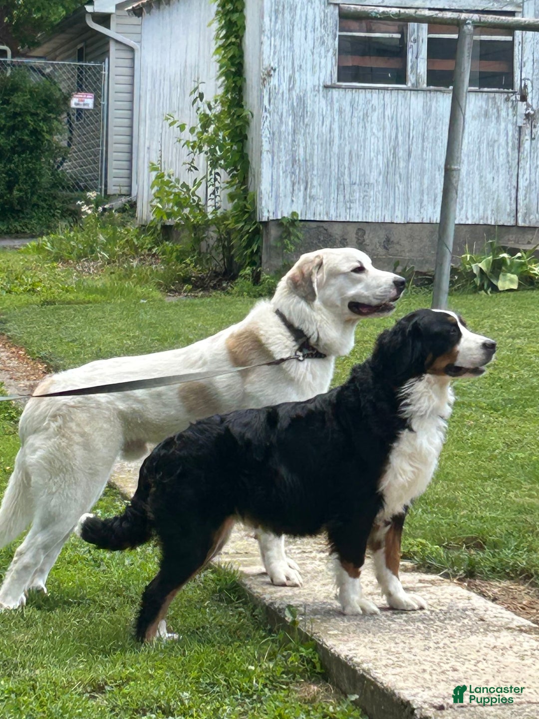 Great Pyrenees dogs for sale: Balto - Image 2