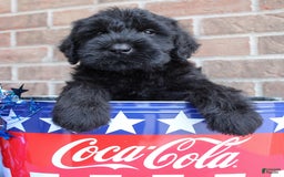 Giant Schnauzer dogs for sale: Wednesday - Image 3
