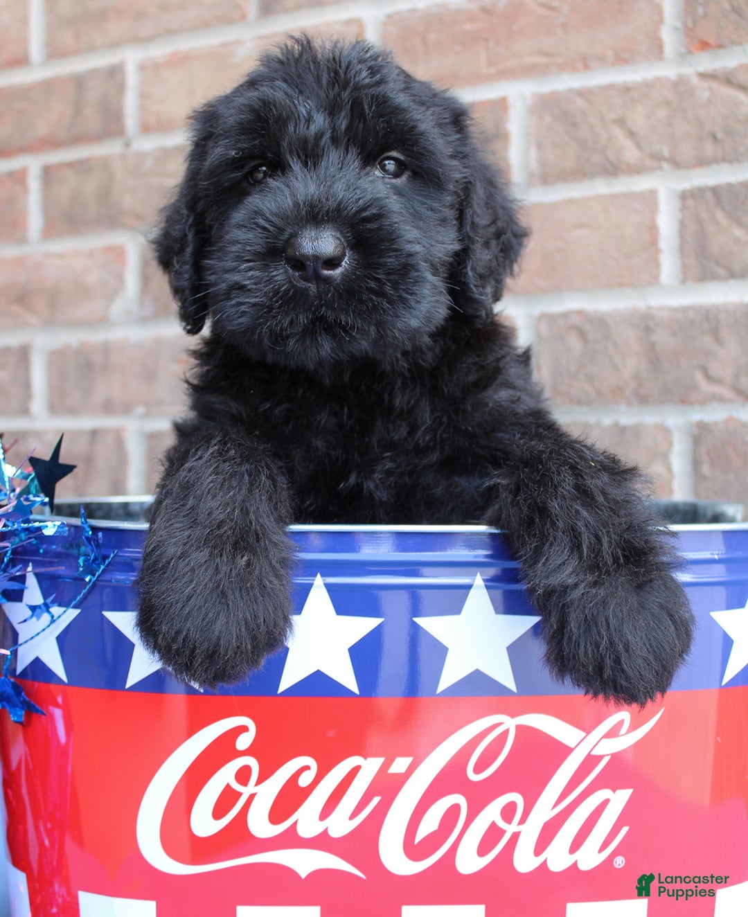 Giant Schnauzer dogs for sale: Wednesday - Image 3