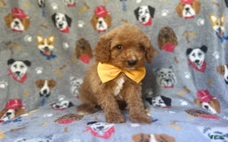 Cavapoo dogs for sale: Kade - Image 3