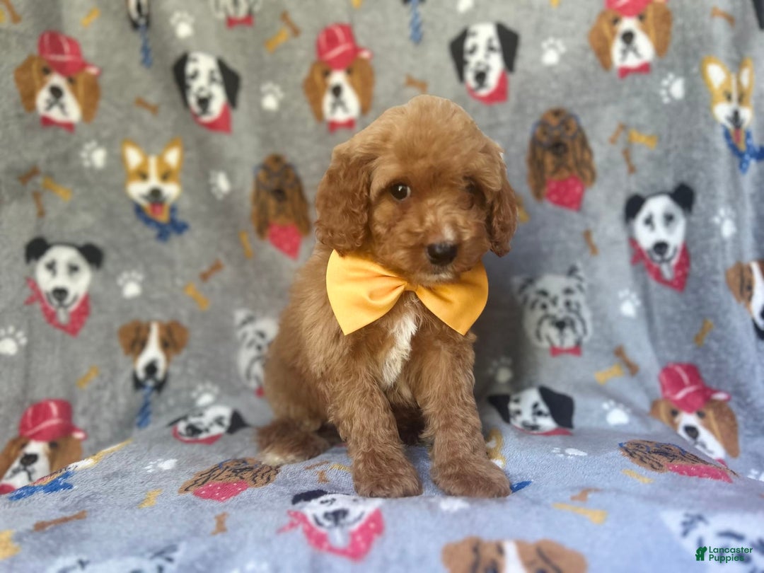 Cavapoo dogs for sale: Kade - Image 3