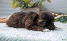 Shorkie dogs for sale: Luella - Image 1