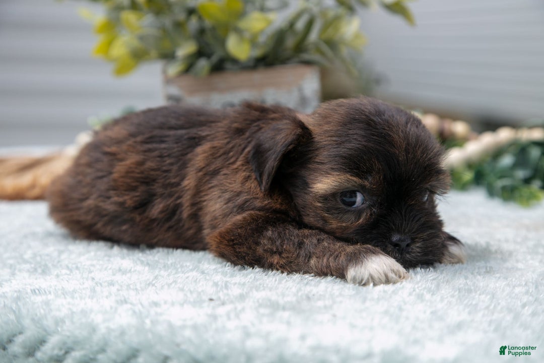 Shorkie dogs for sale: Luella - Image 1
