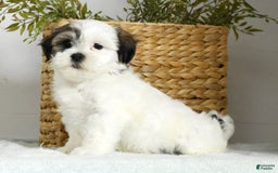 Teddy Bear dogs for sale: Willa - Image 3