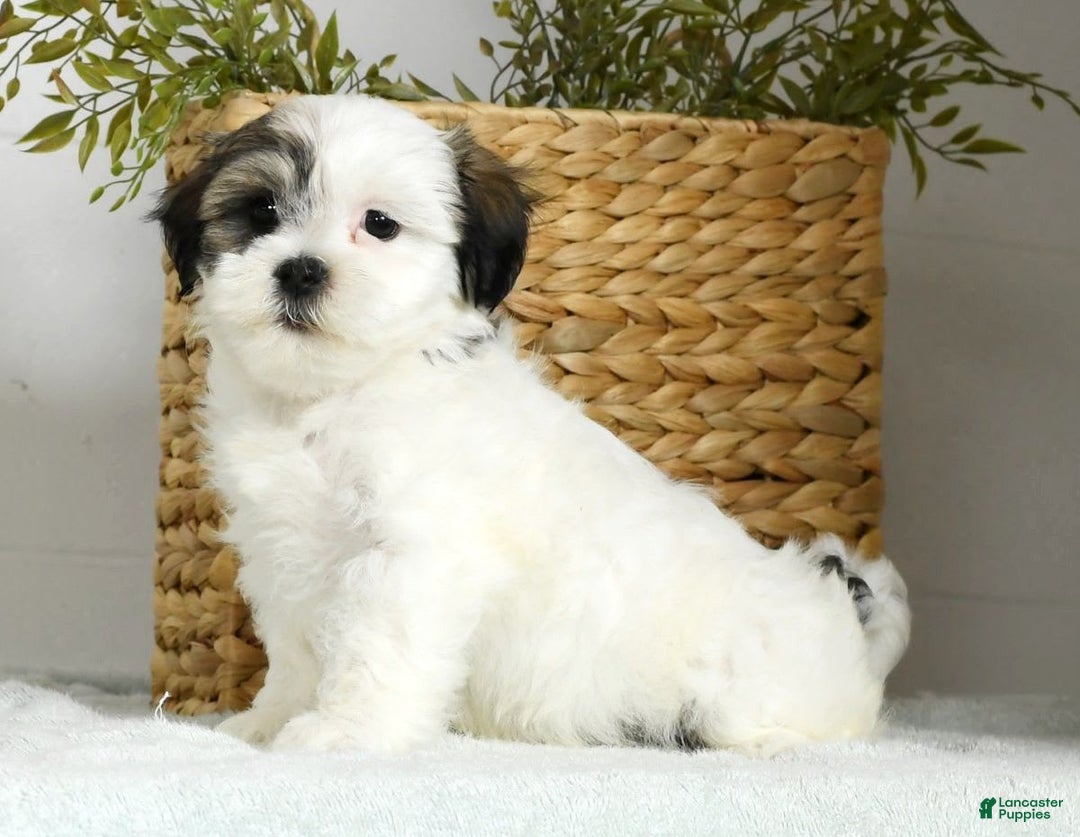 Teddy Bear dogs for sale: Willa - Image 3