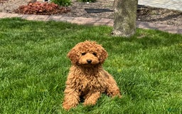 Cockapoo dogs for sale: Terry - Image 1