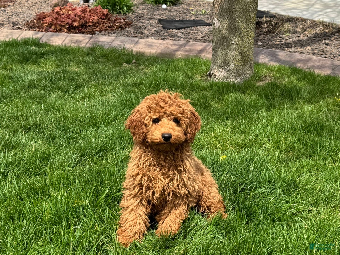 Cockapoo dogs for sale: Terry - Image 1