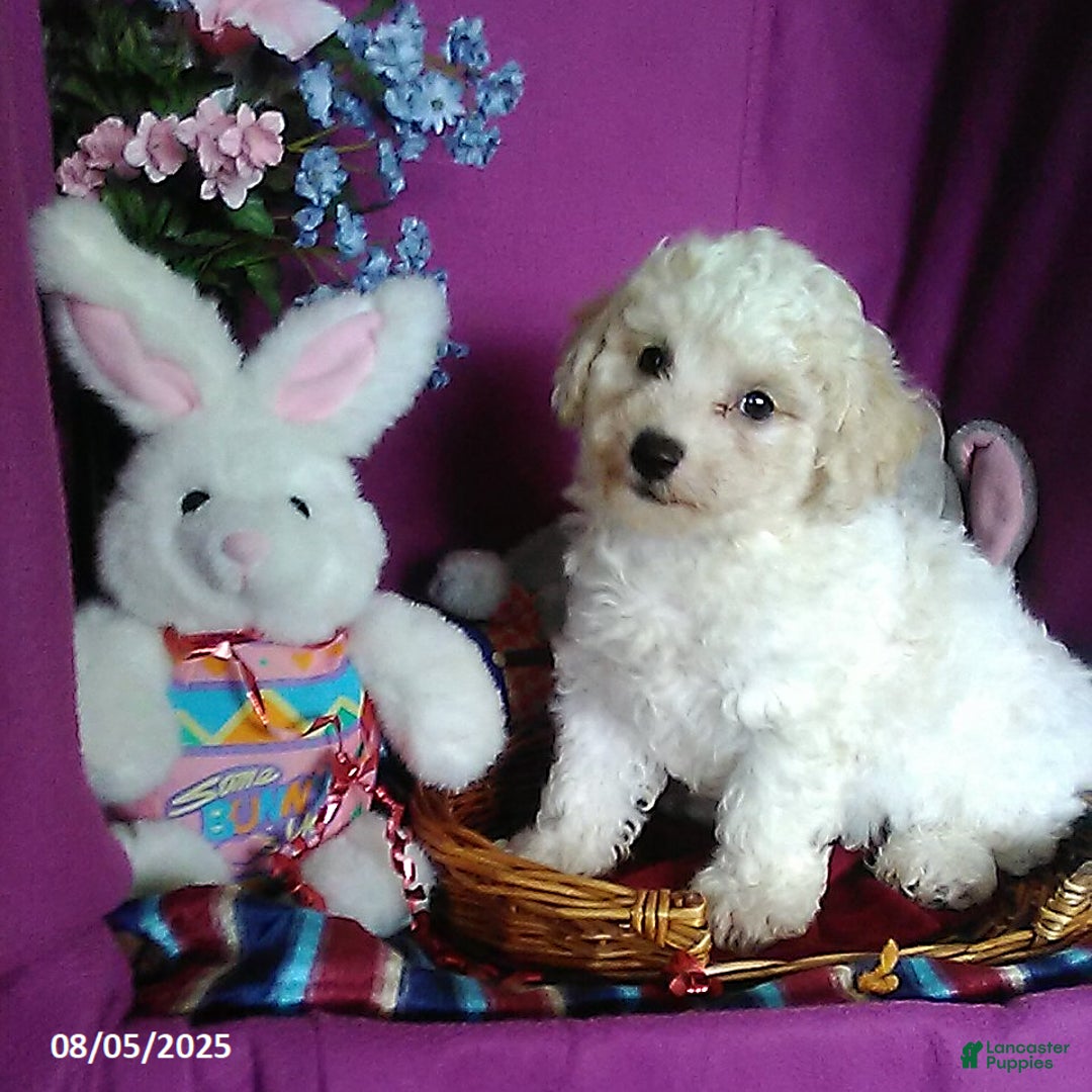 Toy Poodle dogs for sale: Carrie - Image 4