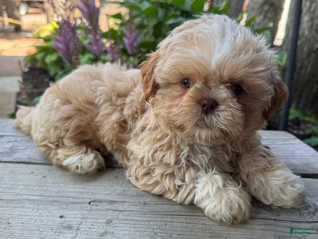 Shih Tzu dogs for sale: Andy - Image 7