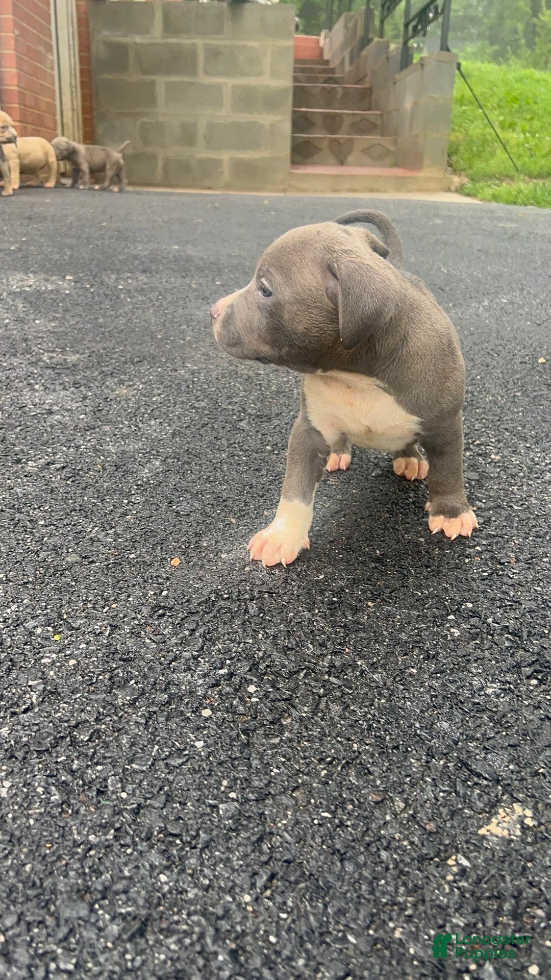 American Bully dogs for sale: Luna - Image 2