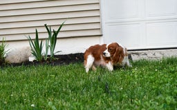Cavapoo dogs for sale: Callie - Image 13