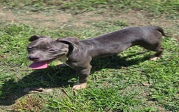 American Pit Bull Terrier dogs for sale: Asia - Image 3