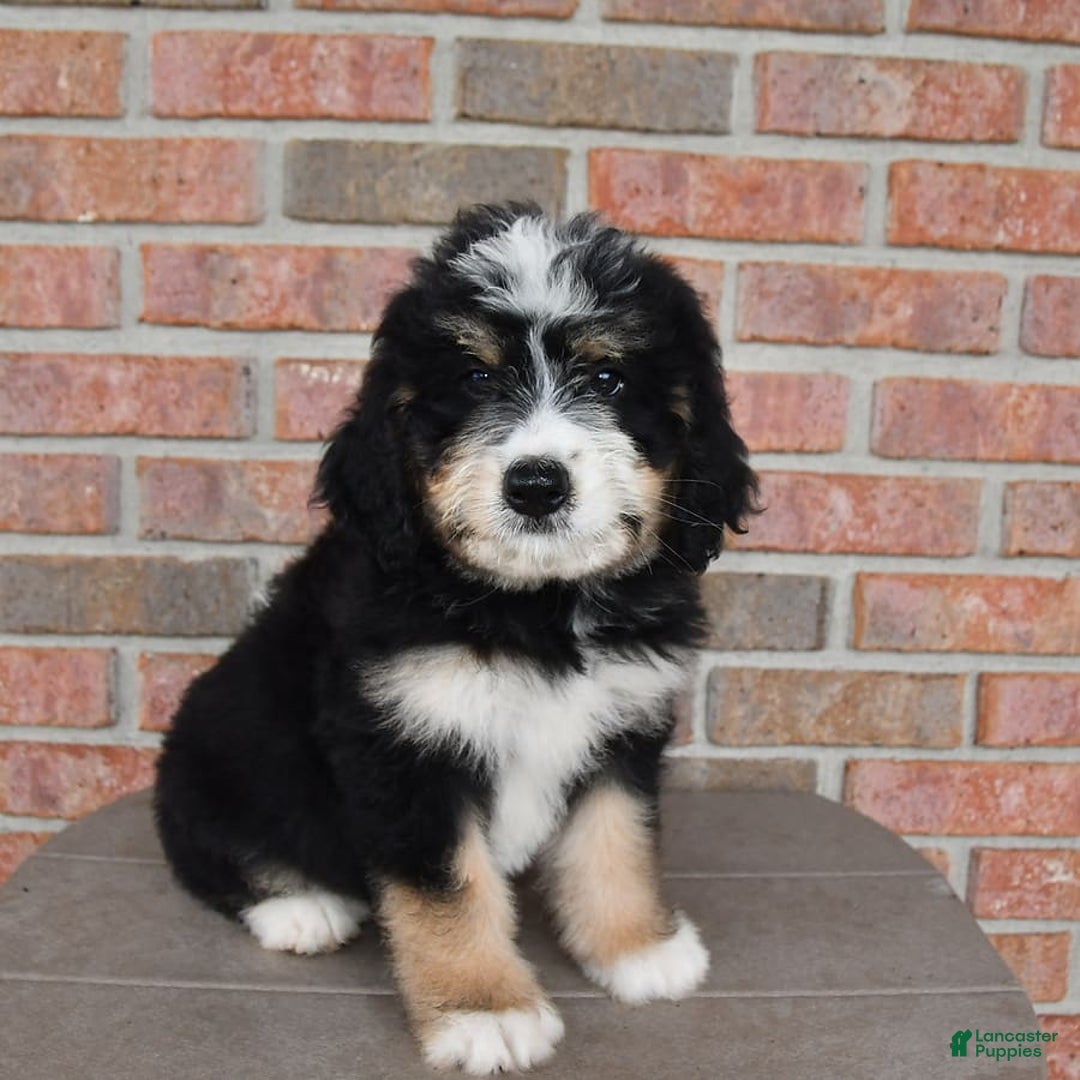 Bernedoodle dogs for sale: Max - Image 3