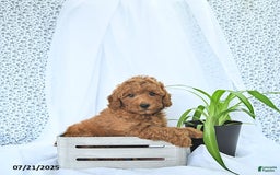 Mini Goldendoodle dogs for sale: Marshall - Image 4
