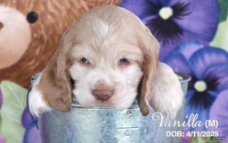 Cocker Spaniel dogs for sale: Vanilla - Image 2