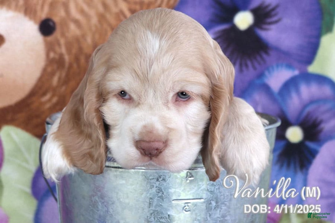 Cocker Spaniel dogs for sale: Vanilla - Image 2
