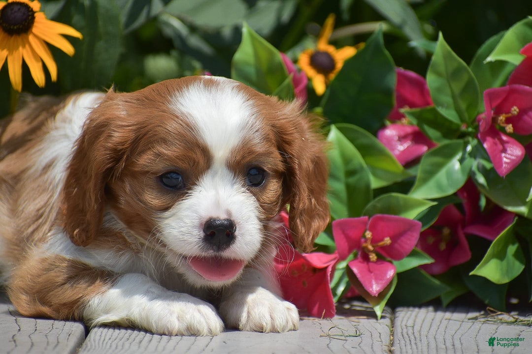 Cavalier King Charles Spaniel dogs for sale: Buster - Image 2