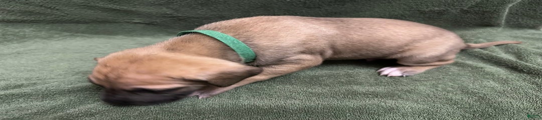Green Boy