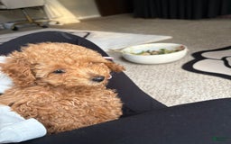 Toy Poodle dogs for sale: Silace - Image 1