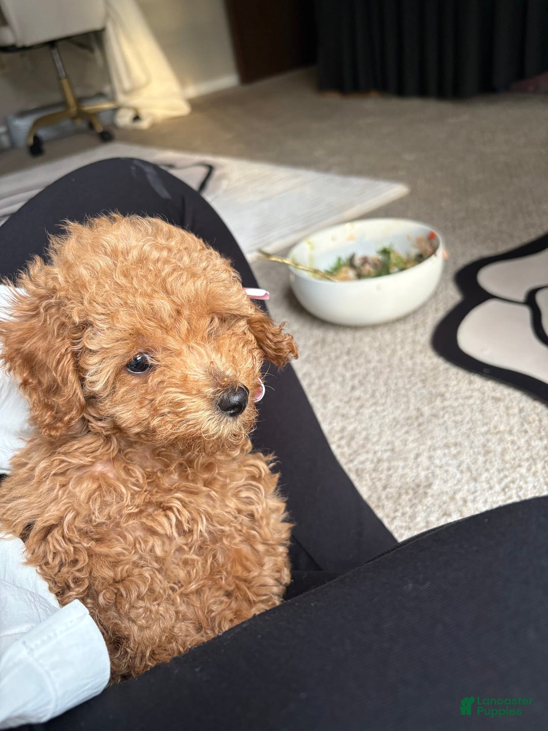 Toy Poodle dogs for sale: Silace - Image 1