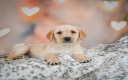 Goldendoodle dogs for sale: Reeses - Image 2