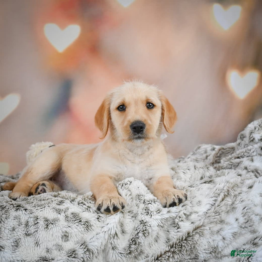 Goldendoodle dogs for sale: Reeses - Image 2