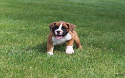 Boxer dogs for sale: Eden - Image 4