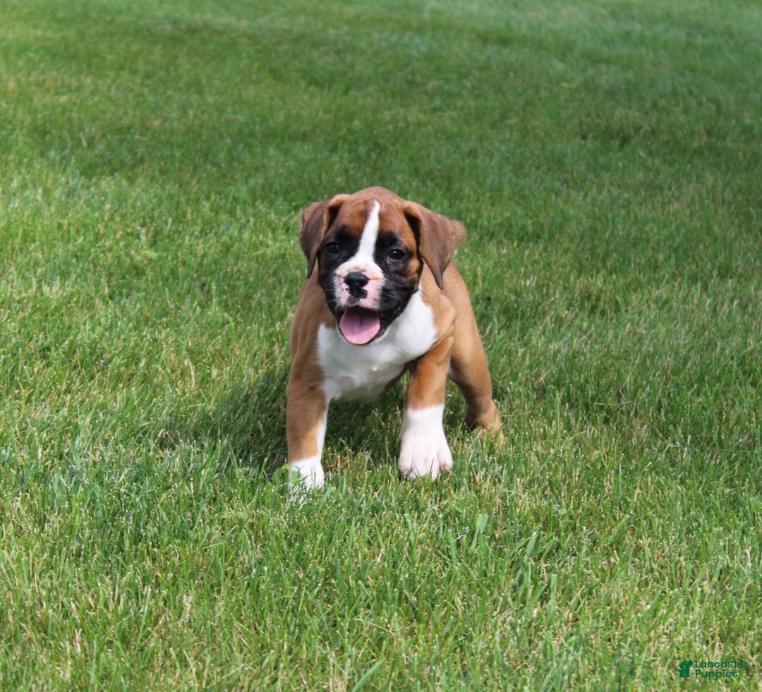 Boxer dogs for sale: Eden - Image 4