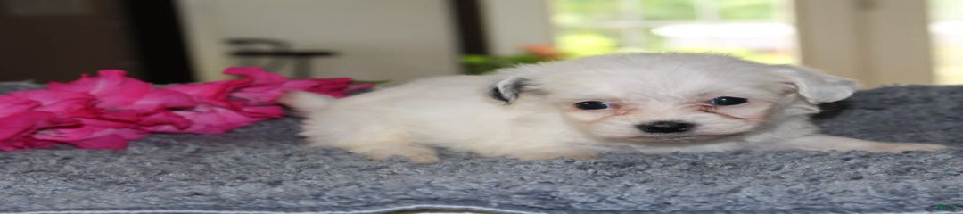 Polly