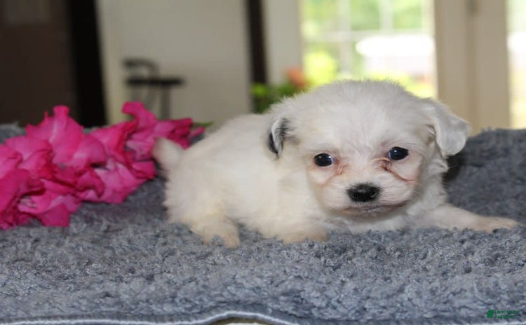 Teddy Bear dogs for sale - Ad 2