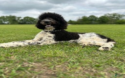Goldendoodle dogs for sale: Black Female - Image 2