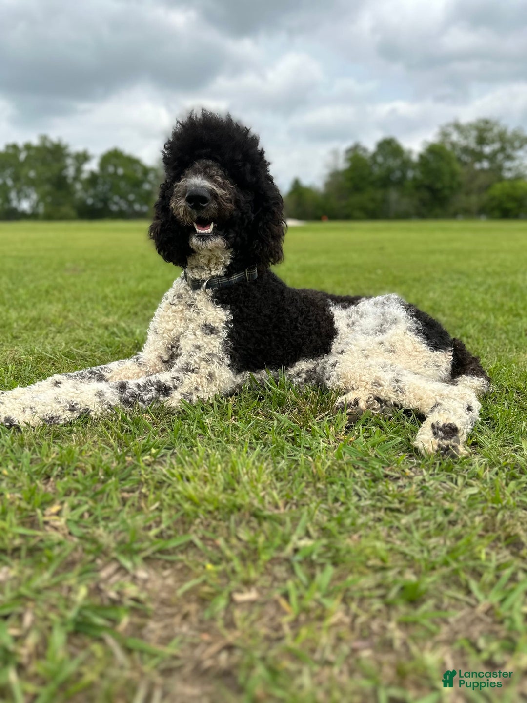 Goldendoodle dogs for sale: Black Female - Image 2