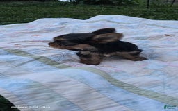 Yorkshire Terrier dogs for sale: Cc - Image 23