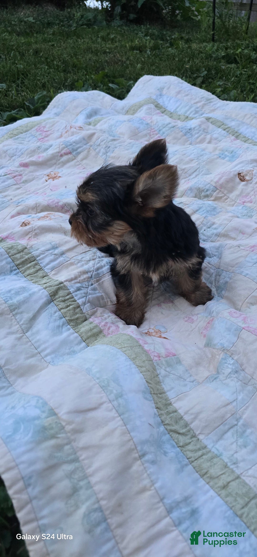 Yorkshire Terrier dogs for sale: Cc - Image 23