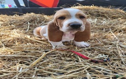 Basset Hound dogs for sale: Molly - Image 3