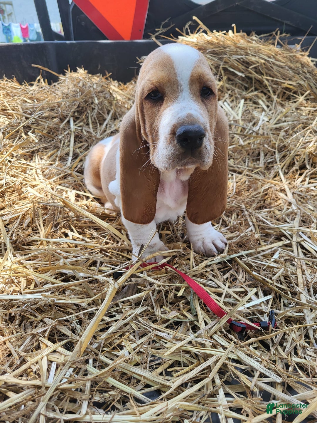 Basset Hound dogs for sale: Molly - Image 3