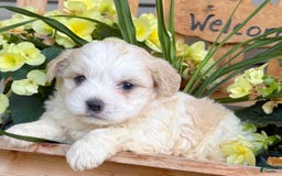 Teddy Bear dogs for sale: Arthur - Image 2
