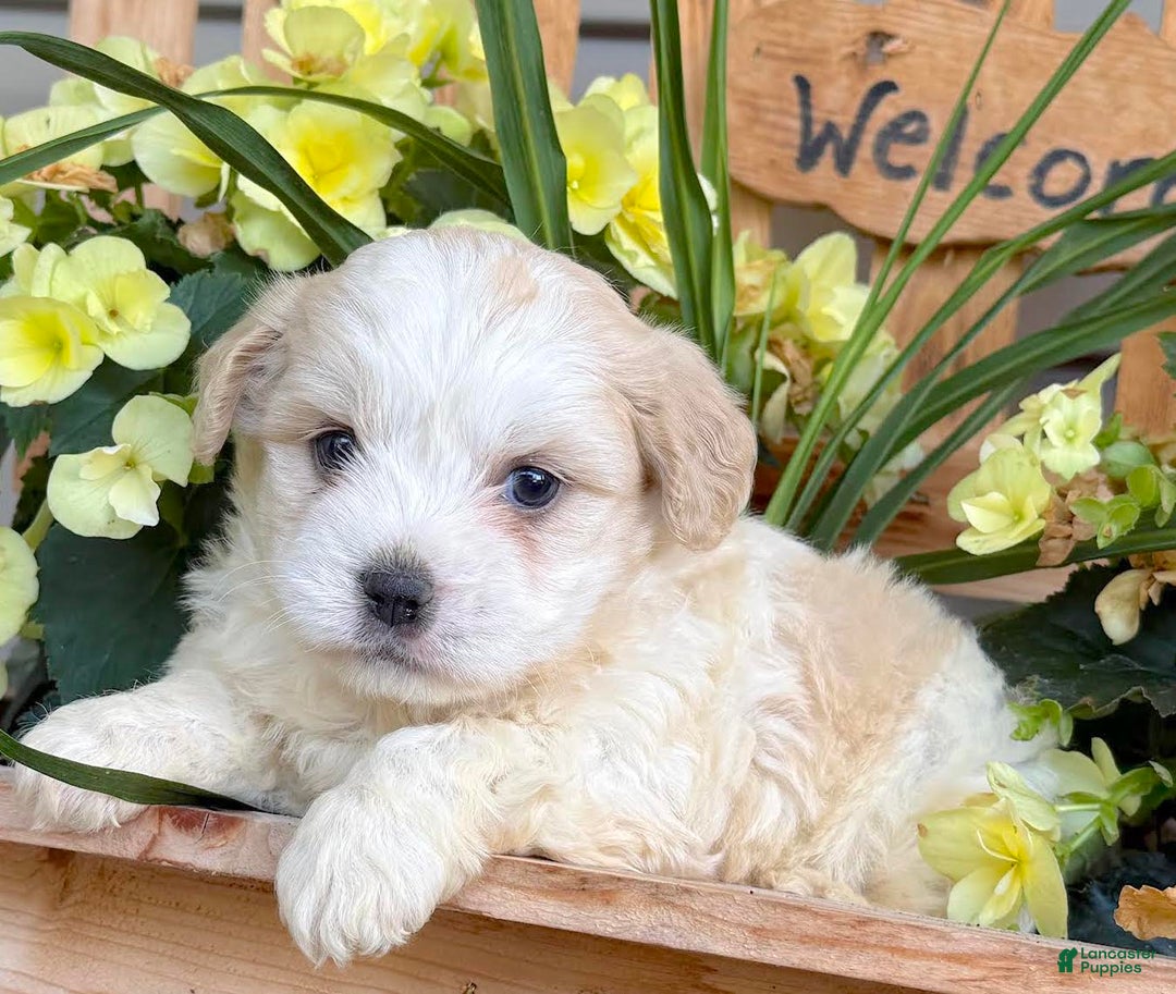 Teddy Bear dogs for sale: Arthur - Image 2