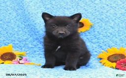 Pomsky dogs for sale: Minnie - Image 4