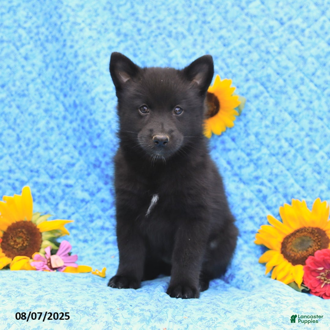 Pomsky dogs for sale: Minnie - Image 4