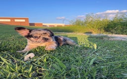 French Bulldog dogs for sale: Marshall - Image 1