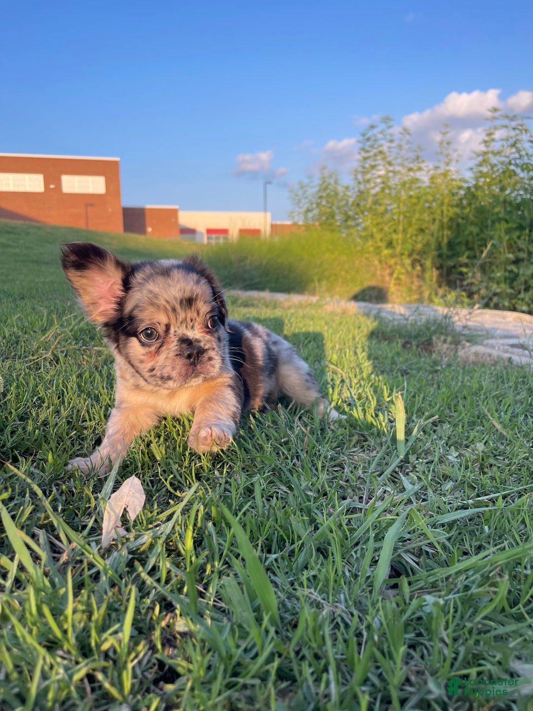 French Bulldog dogs for sale: Marshall - Image 1